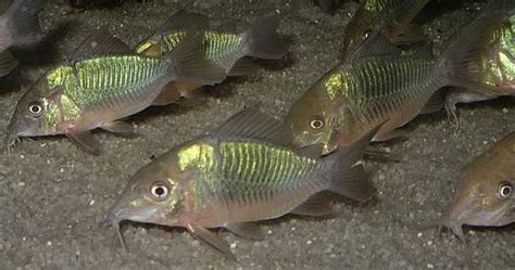 Emerald Green Corydorus Perfect Bottom Dweller