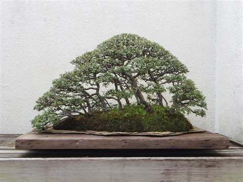 How To Grow Bonsai Tree For Beginners