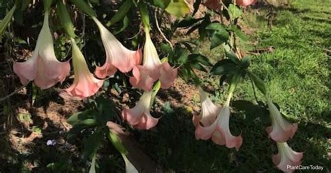 Angel Trumpet Winter Care: How To Overwinter Brugmansia Plants