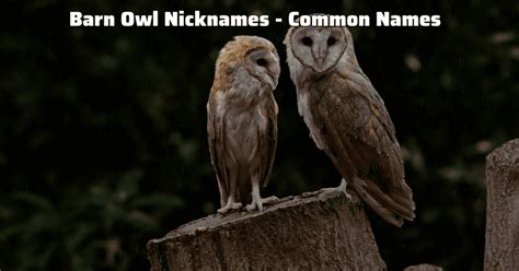 Fun Barn Owl Facts For Kids With Pictures