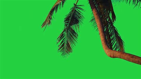 Moving Palm Tree Green Screen Palm Tree Animation Palm Tree Green Screen 4k Free Video