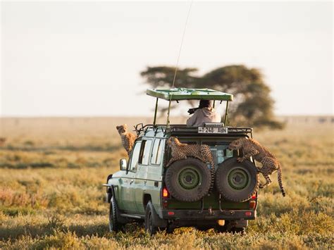 Days Budget Serengeti Camping Safari Kilimanjaro Unforgettable