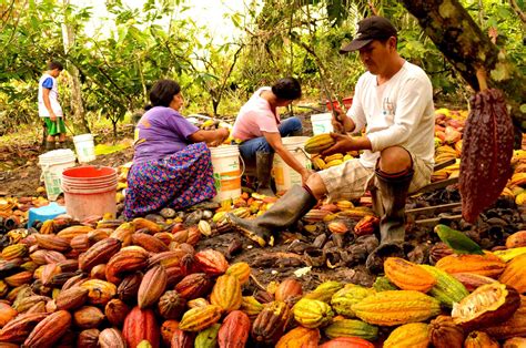 M S De Mil Productores De Cacao Y Caf Fueron Capacitados En Plagas