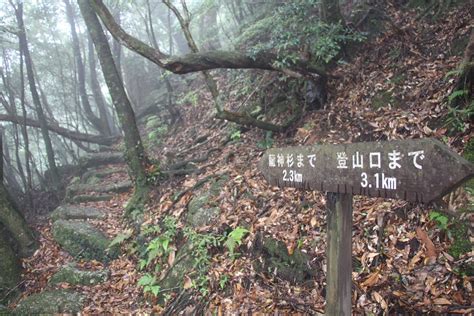 素晴らしき Mountain ＆ Flower By Yamatake ＜屋久島遠征＞②龍神杉（堂々たる巨大な屋久杉に圧倒される）（鹿児島県）