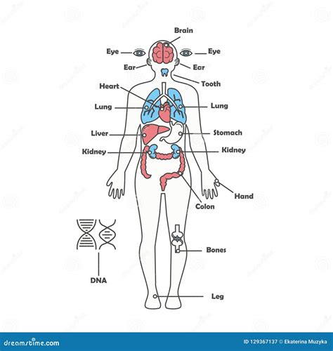 Male Human Anatomy Body Internal Organs Vector Diagram Stock Vector ...