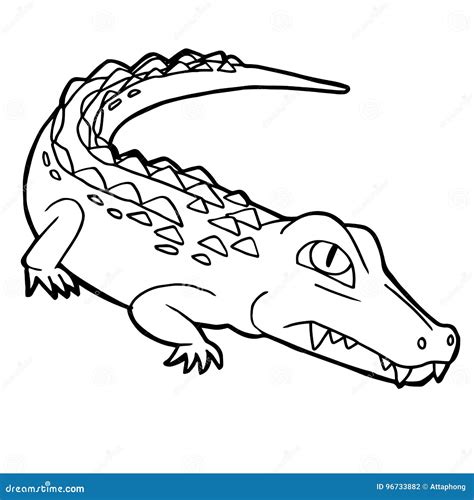 Crocodile Coloring Book For Adults Vector 73007232