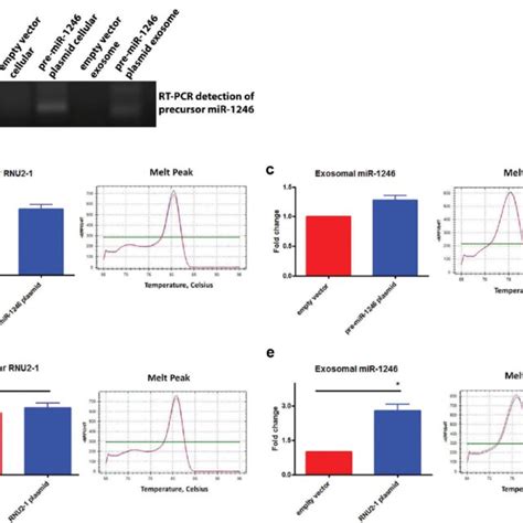 Effects Of Rnu Knockdown On Exosomal Mir Expression A