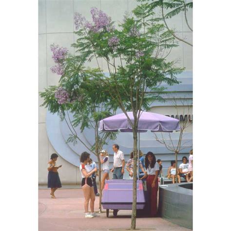 Jc Raulston Arboretum Photographs Of Jacaranda