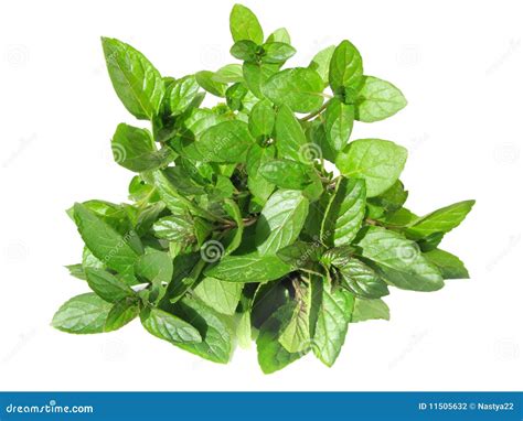 Mint Grass Stock Photo Image Of Food Color Leaves 11505632