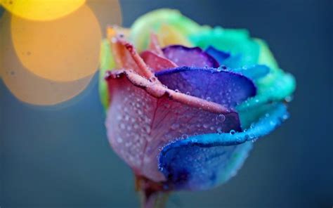 Rainbow Rose Wallpapers Wallpaper Cave