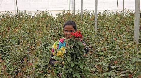 Rose Farming बारूद के धमाकों से नहीं अब फूलों की खुशबू से महक रहा