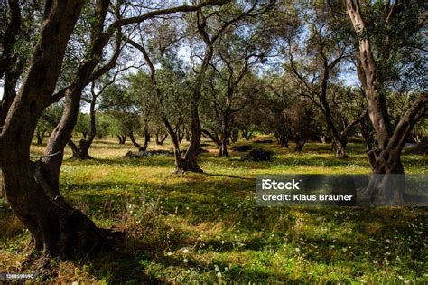 Olive Grove In Corfu Stock Photo Download Image Now Agriculture