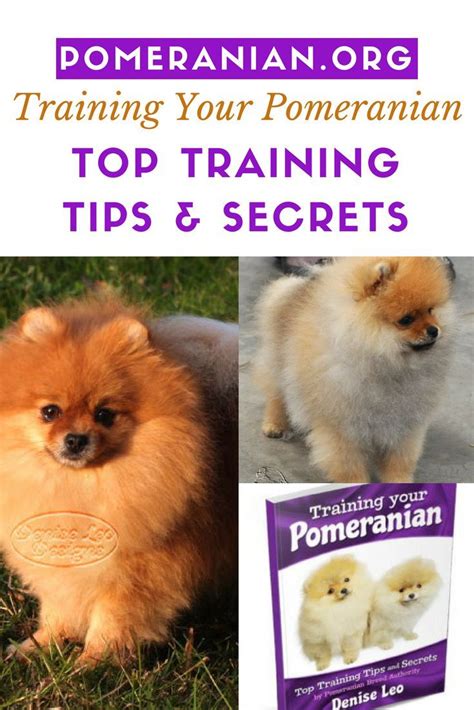 Training your Pomeranian, Top Training Tips and Secrets. #pomeranian #pomeranians # ...