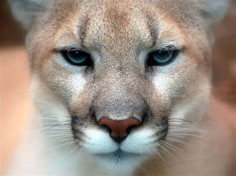 Return Of The King American Mountain Lion Population Rebounds While