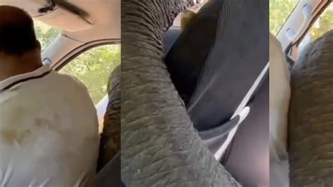 El Susto De Una Familia Cuando Un Elefante Revienta Una Ventanilla Para