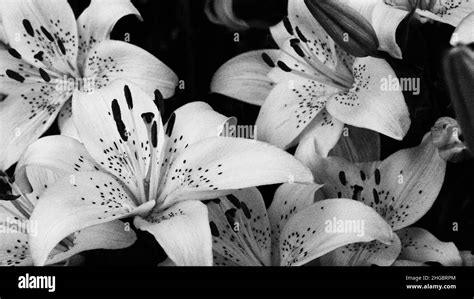 Black And White Lilies Stock Photo Alamy