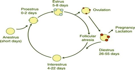 Reproductive Estrous Cycle In Cats Qs Study