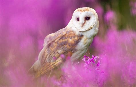 Pink Owl Wallpapers Top Free Pink Owl Backgrounds Wallpaperaccess