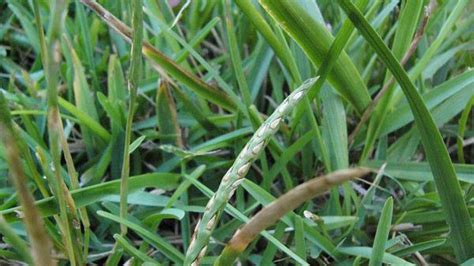 St Augustinegrass Nc State Extension Publications