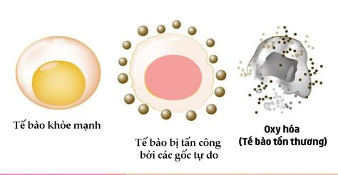 Oxi Hóa Là Gì Chất Chống Oxy Hóa Có Trong Thực Phẩm