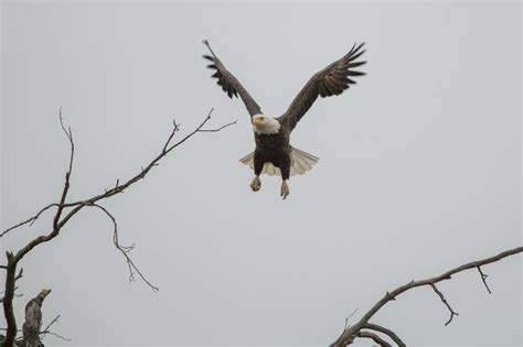 Eagle In Flight · Free Stock Photo