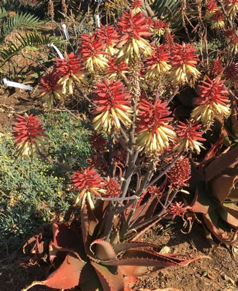 Aloe Pink Lady 5lt Cnd Nursery