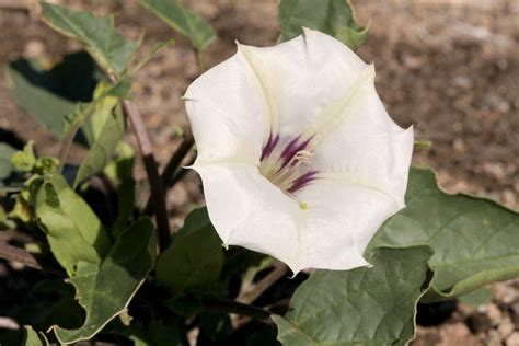 Seinet Portal Network Datura Discolor