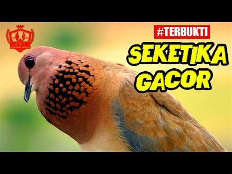 Tekukur Kuk Gacor Suara Tebal Volume Keras Merdu Masteran Derkuku