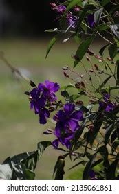 Genus Tibouchina Images Stock Photos Vectors Shutterstock