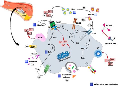 Figure 1 From Proprotein Convertase Subtilisin Kexin Type 9 Pcsk9