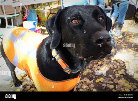 Black Lab Hunting Hi Res Stock Photography And Images Alamy