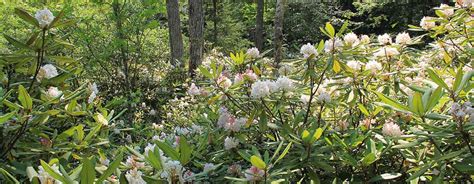 NH State Parks - Rhododendron State Park