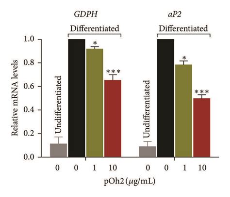 The Effect Of Poh2 On Mrna Expression Levels Of Ppar γ And Cebp α A