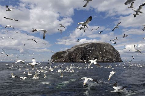 I Spilled The Beans Photos Bass Rock Scotland