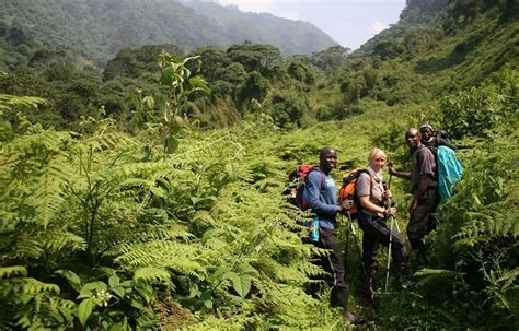 Top Activities To Do In Rushaga Sector After Gorilla Trekking Gorilla