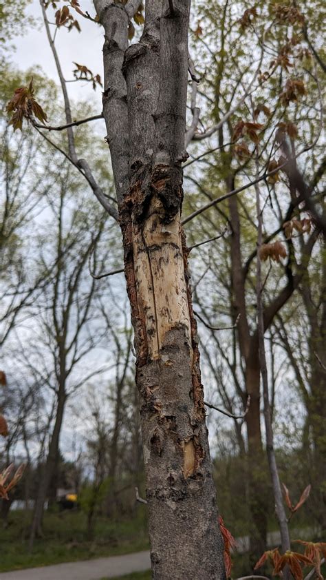 Maple woodpecker damage : r/arborists
