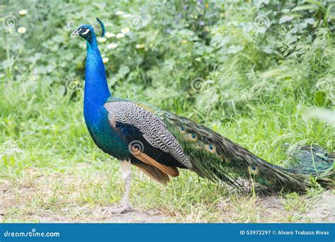 Peacock Male In The Field Indian Peafowl Blue Peafowl Or Pavo Stock