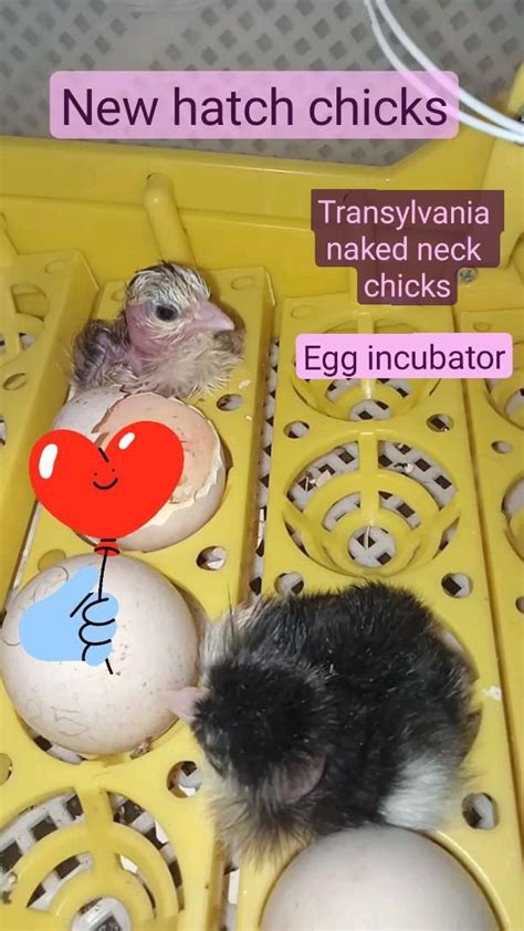 New Hatch Chicks Transylvania Naked Neck Chicks Egg Incubator Egg