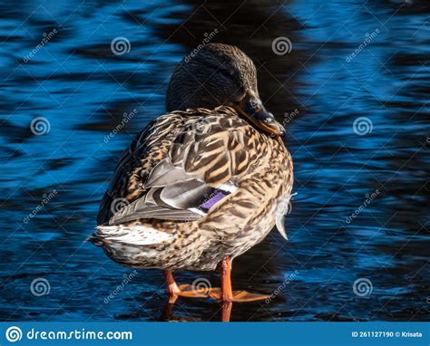 Close Up Of Adult Female Mallard Or Wild Duck Anas Platyrhynchos With