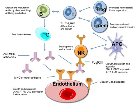 Properties Of Immune And Vascular Endothelial Cells Regulated By Mtor