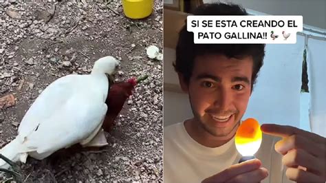 Joven Se Volvió Viral En Tiktok Por Criar Cruzas Entre Pato Y Gallina Infobae