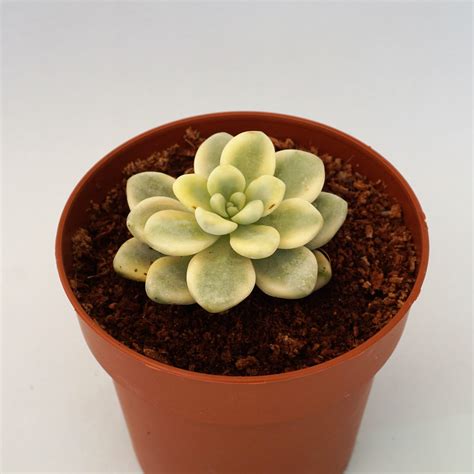 Sedum Clavatum Variegata Suculandia