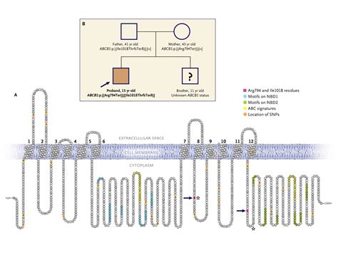 Serious Ivermectin Toxicity And Human Abcb1 Nonsense Mutations Nejm