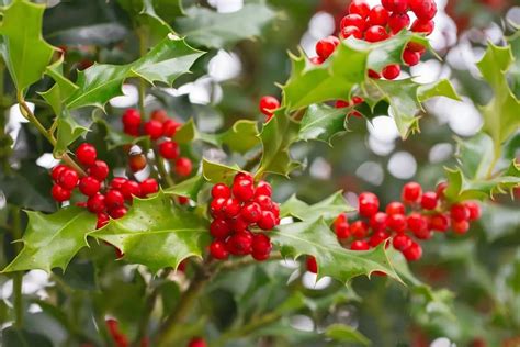 Edible Wild Berries And Poisonous Berries Smart Garden And Home