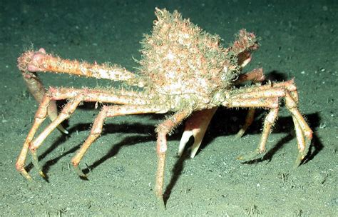 Spider Crabs Rebranded As Cornish King Crab