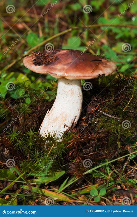 Butter Mushrooms Common Buttercup Lat Suillus Luteus Grow In The