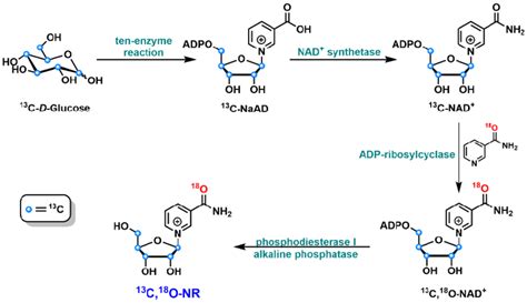 Schematic Representation Of The Chemo Enzymatic Synthesis Of C O