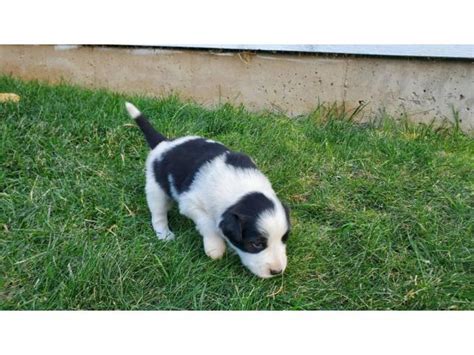 4 Border Aussie puppies waiting for a new family Twin Falls - Puppies for Sale Near Me