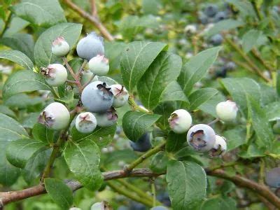 Dlaczego Bor Wka Ameryka Ska Nie Owocuje Giardino