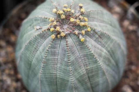 Euphorbia Obesa Baseball Plant